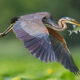 Beautiful Bird Photography by Antonio Aguti