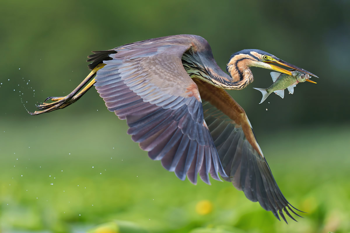 Beautiful Bird Photography by Antonio Aguti