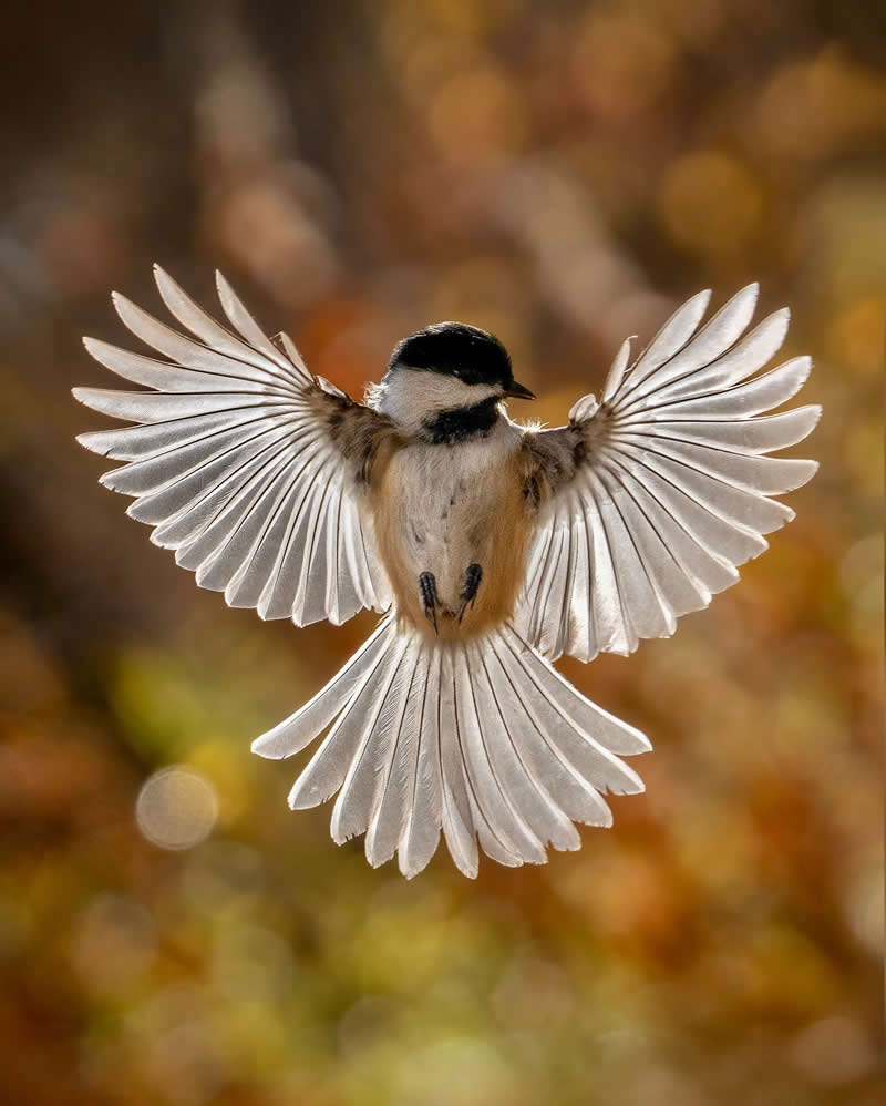 Canada Bird Photography by Jared Vander Meer