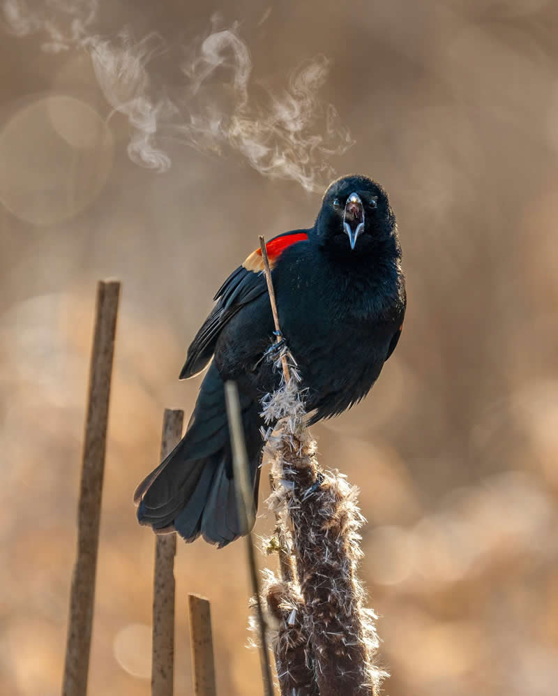 Canada Bird Photography by Jared Vander Meer