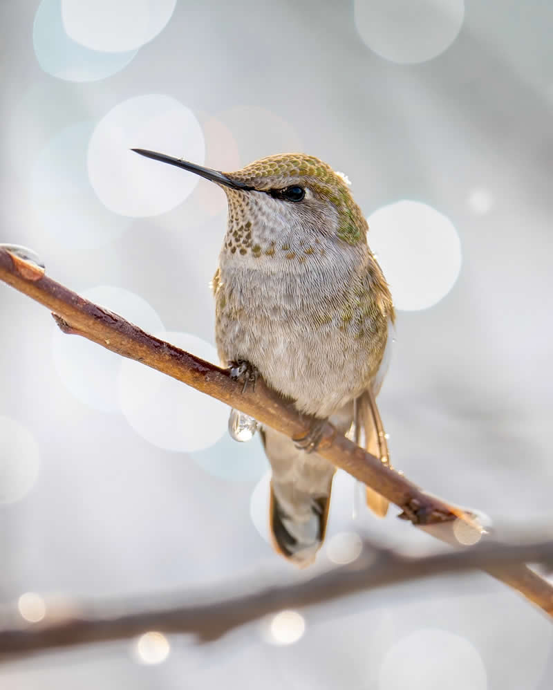 Canada Bird Photography by Jared Vander Meer