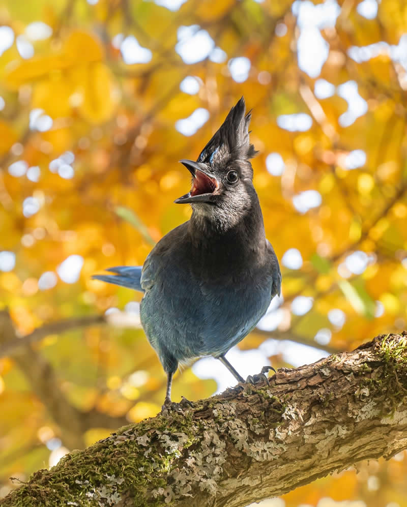 Canada Bird Photography by Jared Vander Meer