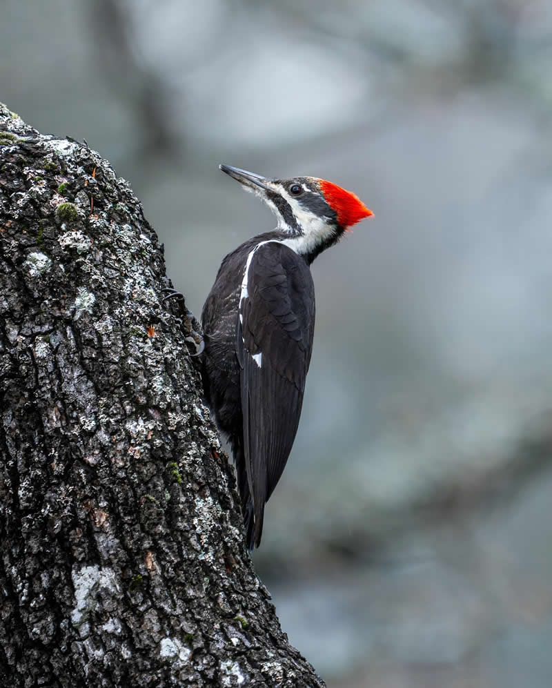 Canada Bird Photography by Jared Vander Meer