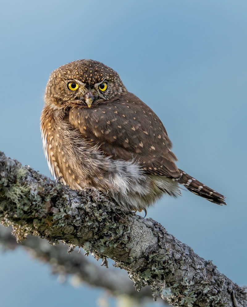 Canada Bird Photography by Jared Vander Meer