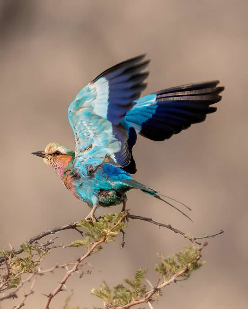 Canada Bird Photography by Jared Vander Meer