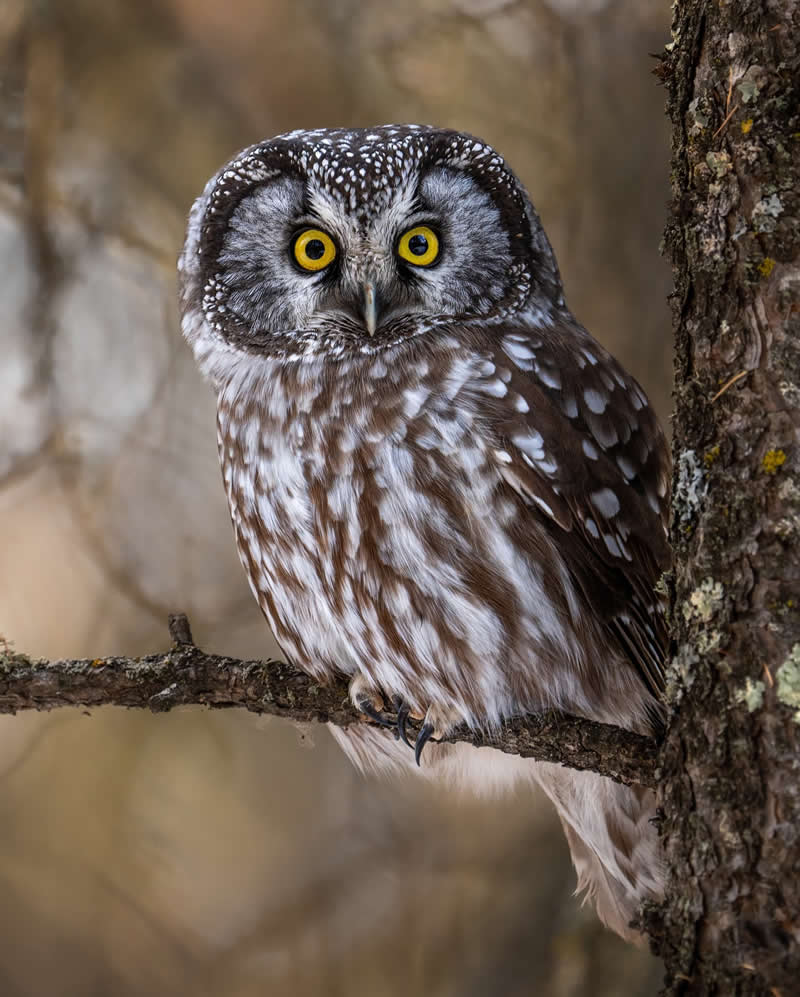 Canada Bird Photography by Jared Vander Meer