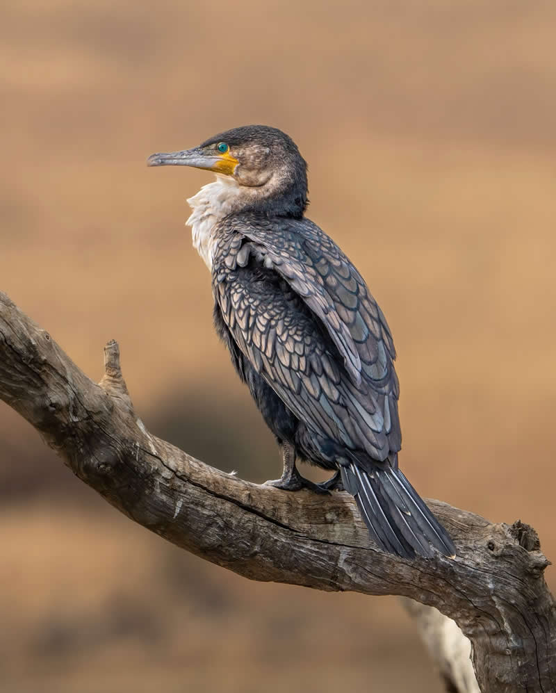 Canada Bird Photography by Jared Vander Meer