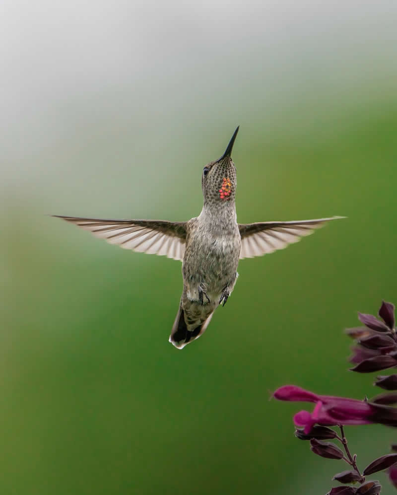 Canada Bird Photography by Jared Vander Meer