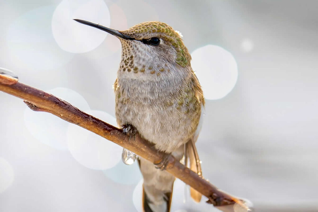 Canada Bird Photography by Jared Vander Meer
