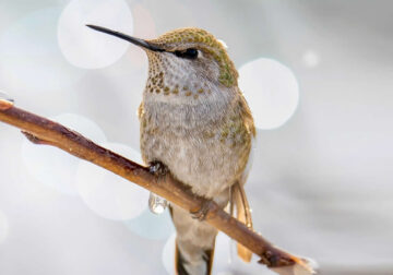 Canada Bird Photography by Jared Vander Meer