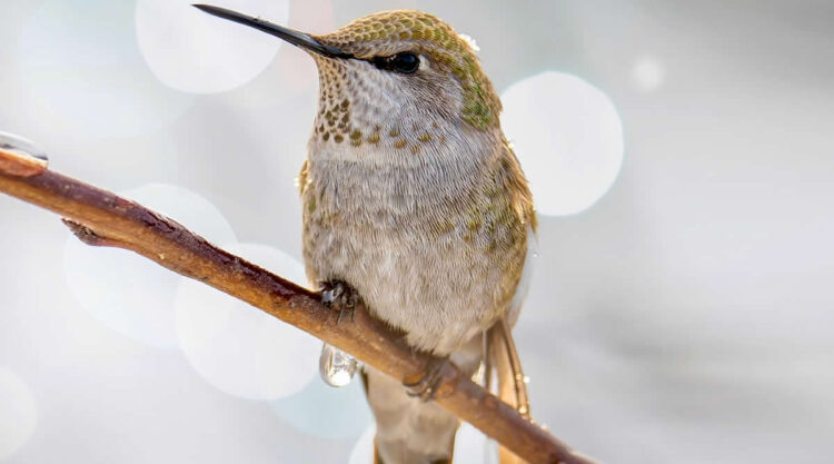 Canada Bird Photography by Jared Vander Meer