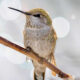 Canada Bird Photography by Jared Vander Meer