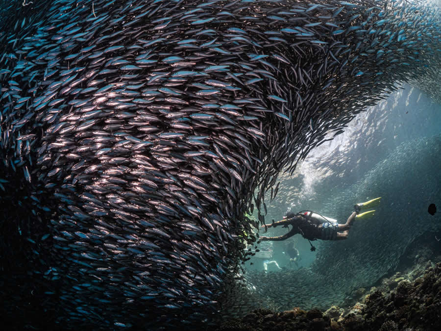 Nature Photos from the Budapest International Foto Awards 2024