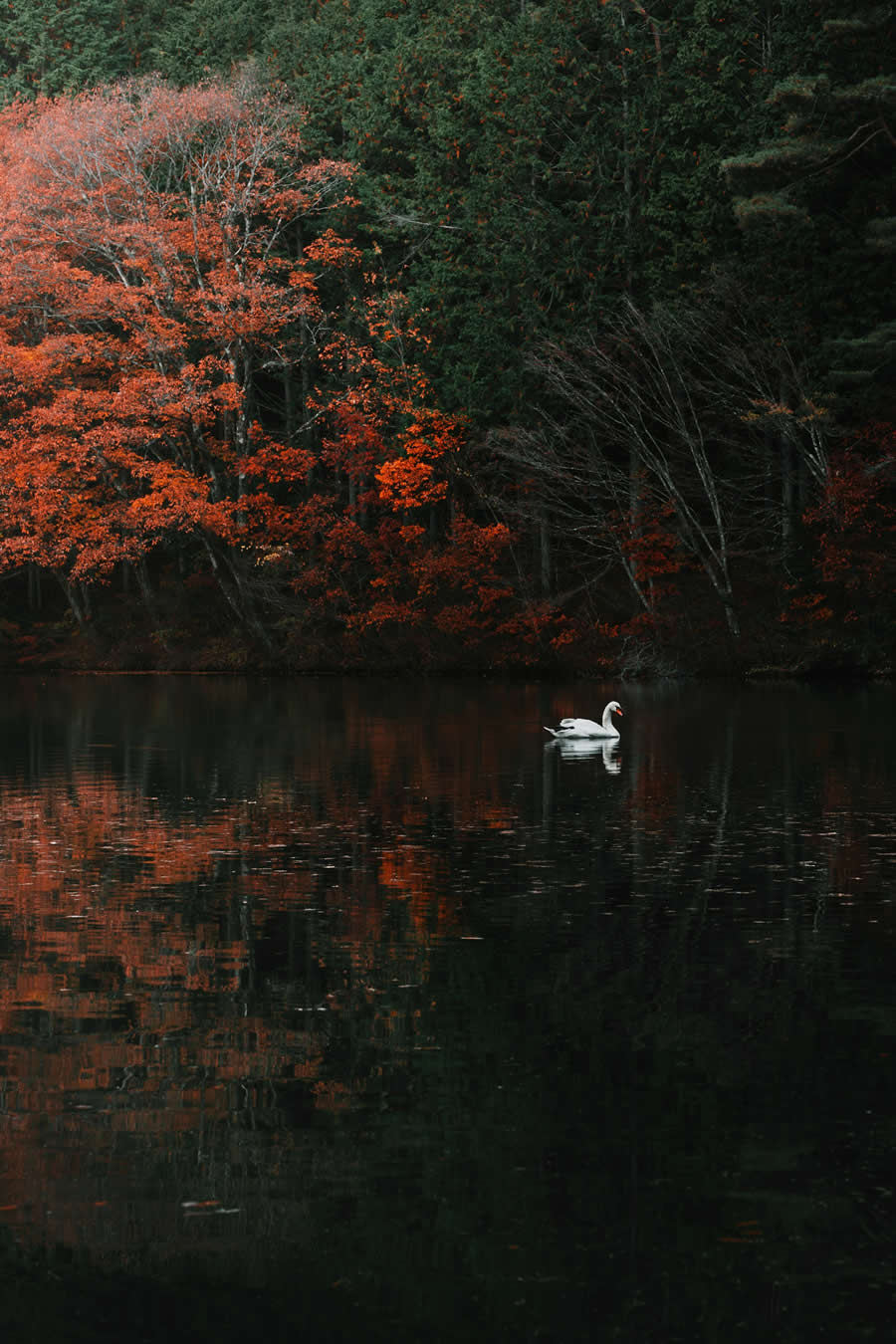 Nature Photos from the Budapest International Foto Awards 2024