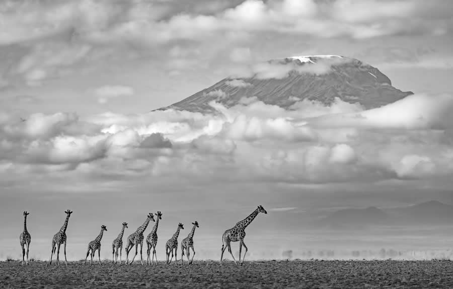 Nature Photos from the Budapest International Foto Awards 2024