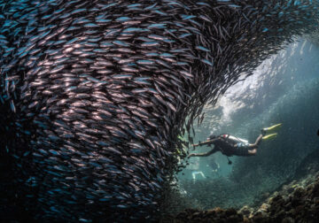 Nature Photos from the Budapest International Foto Awards 2024