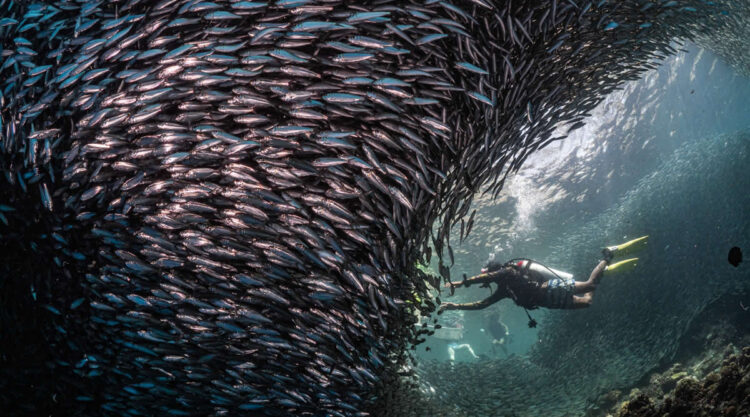 Nature Photos from the Budapest International Foto Awards 2024