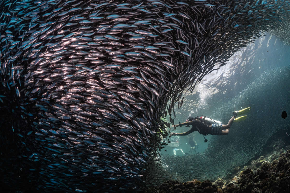 Nature Photos from the Budapest International Foto Awards 2024