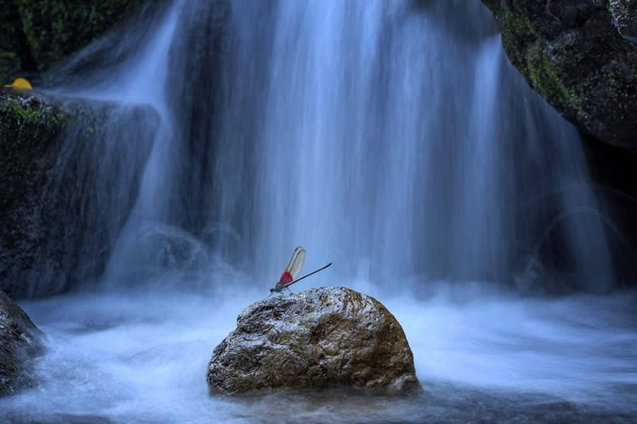 Close-Up Photographer Of The Year 2024 Winners