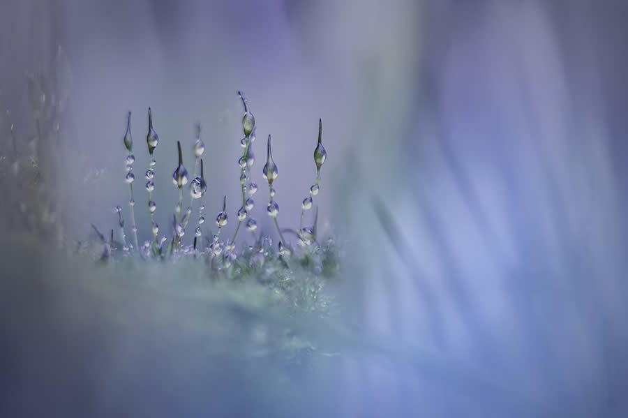 Close-Up Photographer Of The Year 2024 Winners