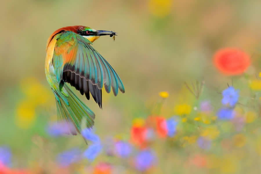 Close-Up Photographer Of The Year 2024 Winners