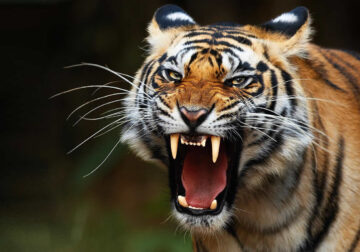 Stunning Close-Up Photos of Tigers in Indian Forests