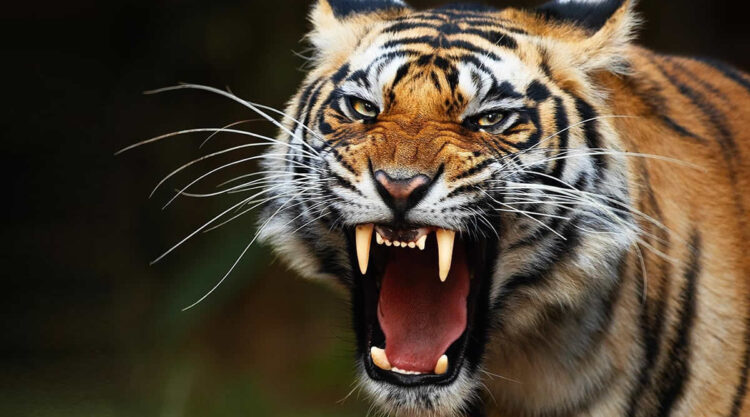 Stunning Close-Up Photos of Tigers in Indian Forests