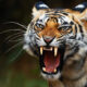 Stunning Close-Up Photos of Tigers in Indian Forests