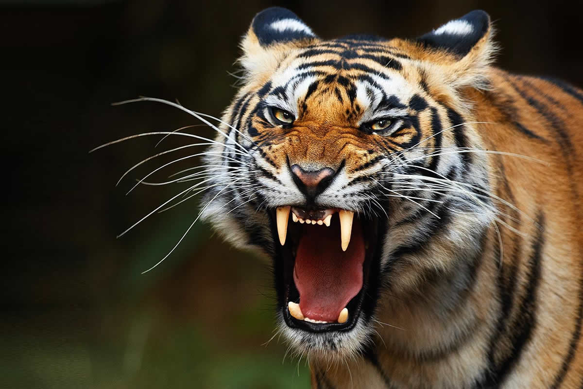 Stunning Close-Up Photos of Tigers in Indian Forests