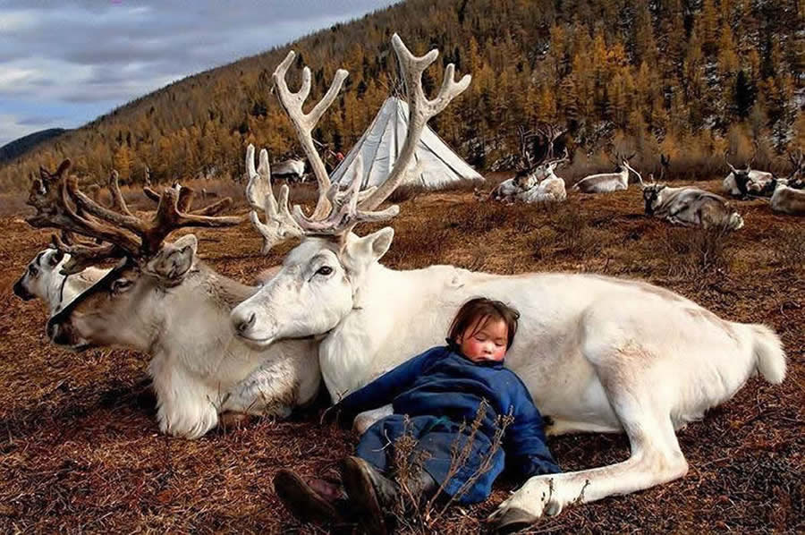 The Everyday Life of the Reindeer People Living in Mongolia by Hamid Sardar-Afkhami