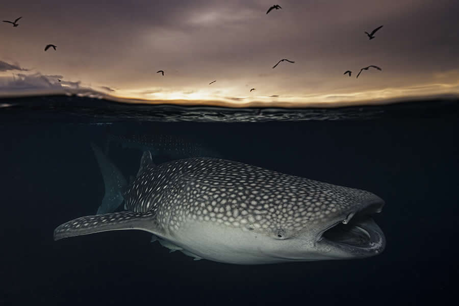 Award-Winning Wildlife Photos from the Fine Art Photography Awards 2024