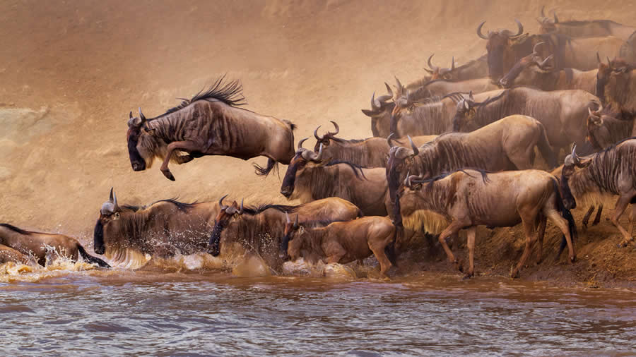 Award-Winning Wildlife Photos from the Fine Art Photography Awards 2024