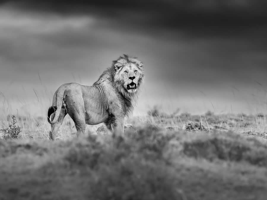 Award-Winning Wildlife Photos from the Fine Art Photography Awards 2024