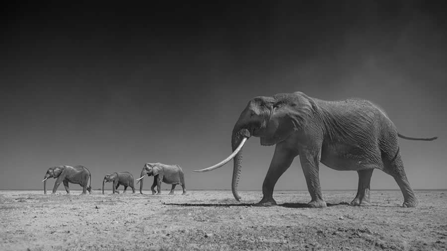 Award-Winning Wildlife Photos from the Fine Art Photography Awards 2024