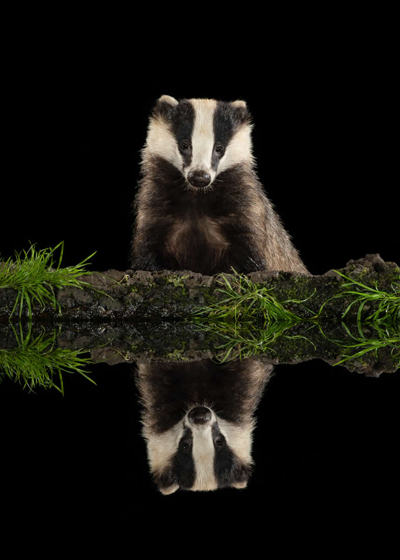 Award-Winning Wildlife Photos from the Fine Art Photography Awards 2024