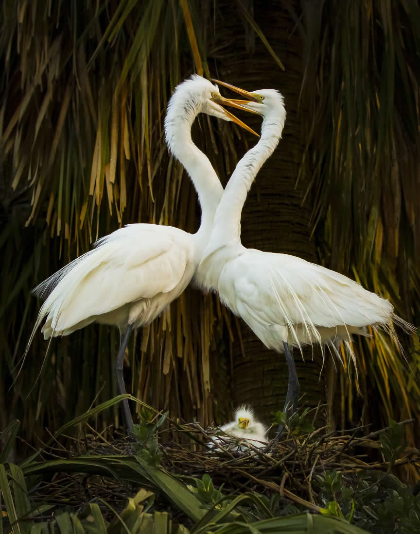 Award-Winning Wildlife Photos from the Fine Art Photography Awards 2024