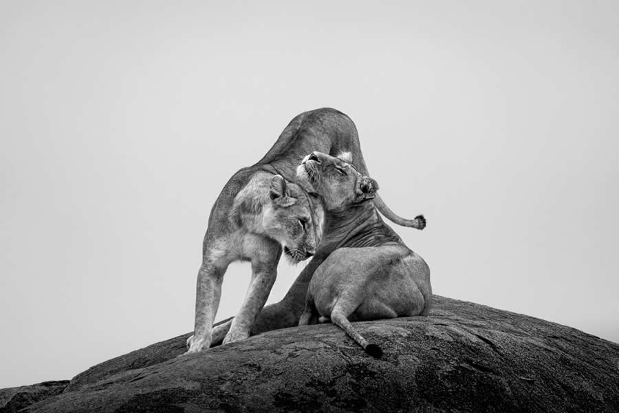 Award-Winning Wildlife Photos from the Fine Art Photography Awards 2024