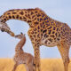 Award-Winning Wildlife Photos from the Fine Art Photography Awards 2024