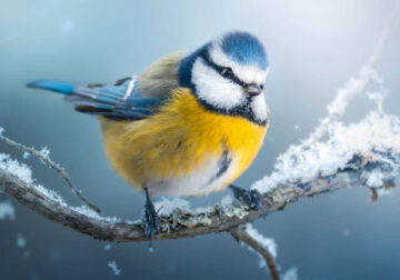 Finland Award Winning Bird Photography