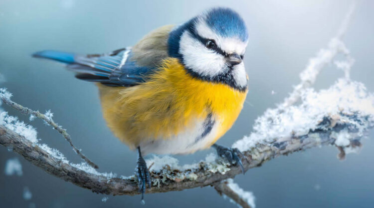 Finland Award Winning Bird Photography