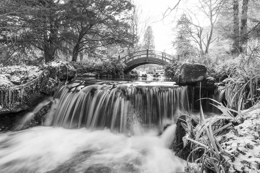 Award-Winning Black and White Photos From The Garden Photographer Of The Year