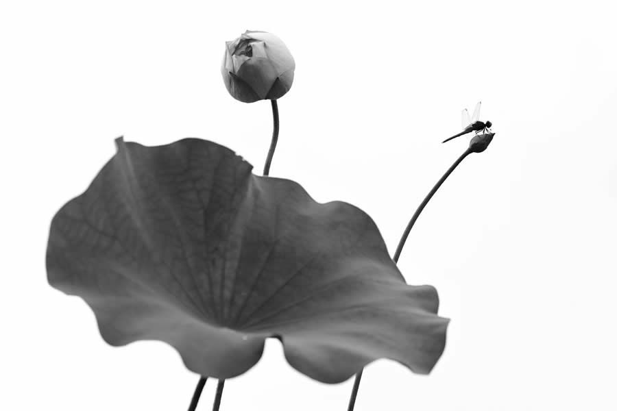 Award-Winning Black and White Photos From The Garden Photographer Of The Year