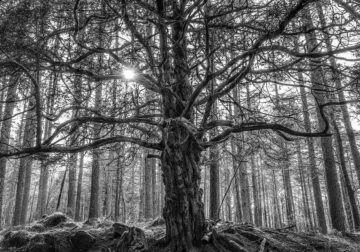 Award-Winning Black and White Photos From The Garden Photographer Of The Year