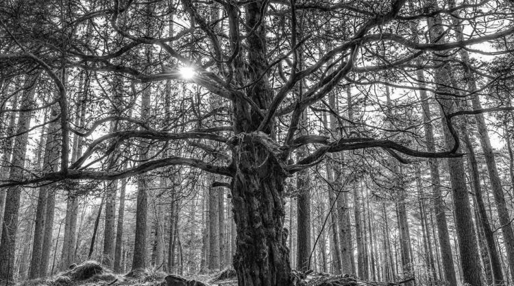 Award-Winning Black and White Photos From The Garden Photographer Of The Year