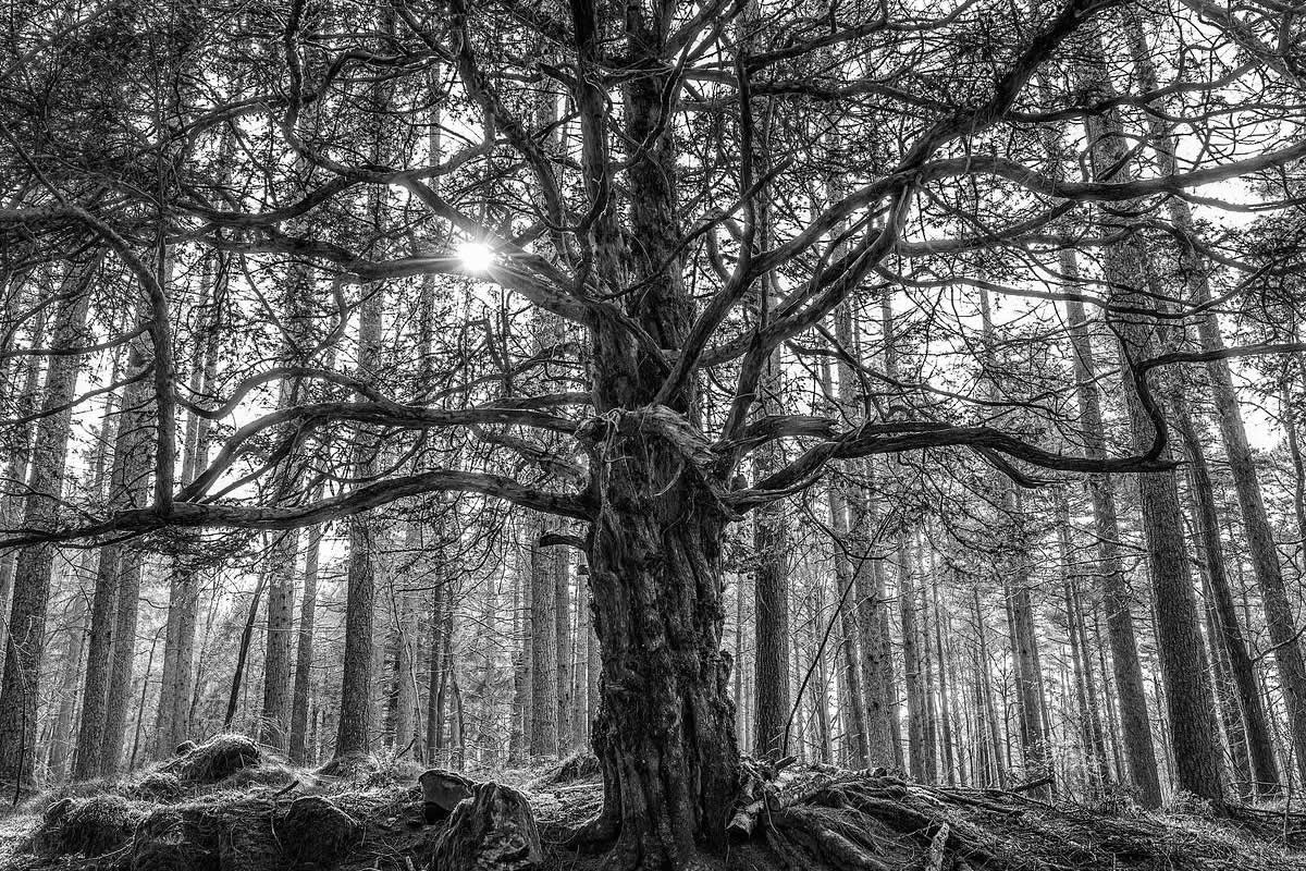 Award-Winning Black and White Photos From The Garden Photographer Of The Year