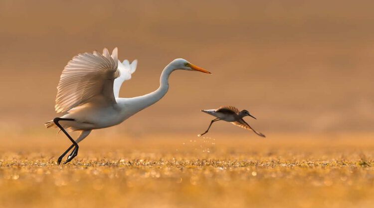 Beautiful Bird Photos by Indian Bird Photographers