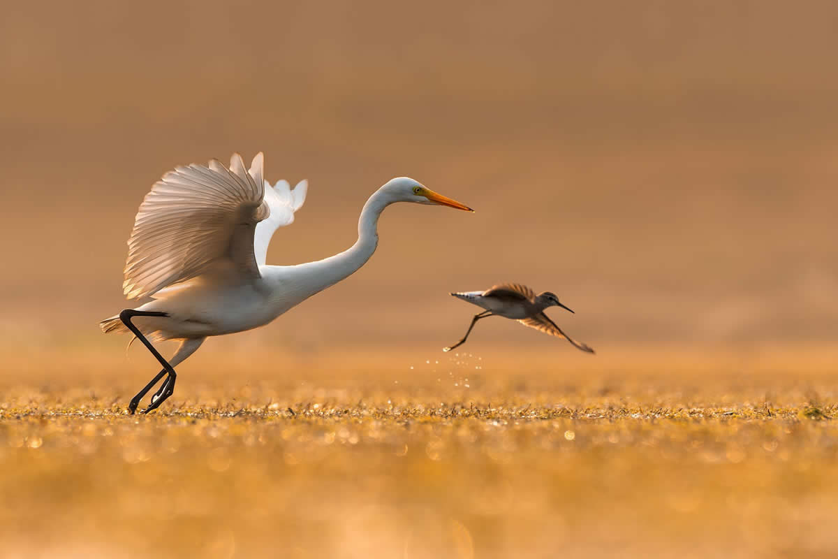 Beautiful Bird Photos by Indian Bird Photographers