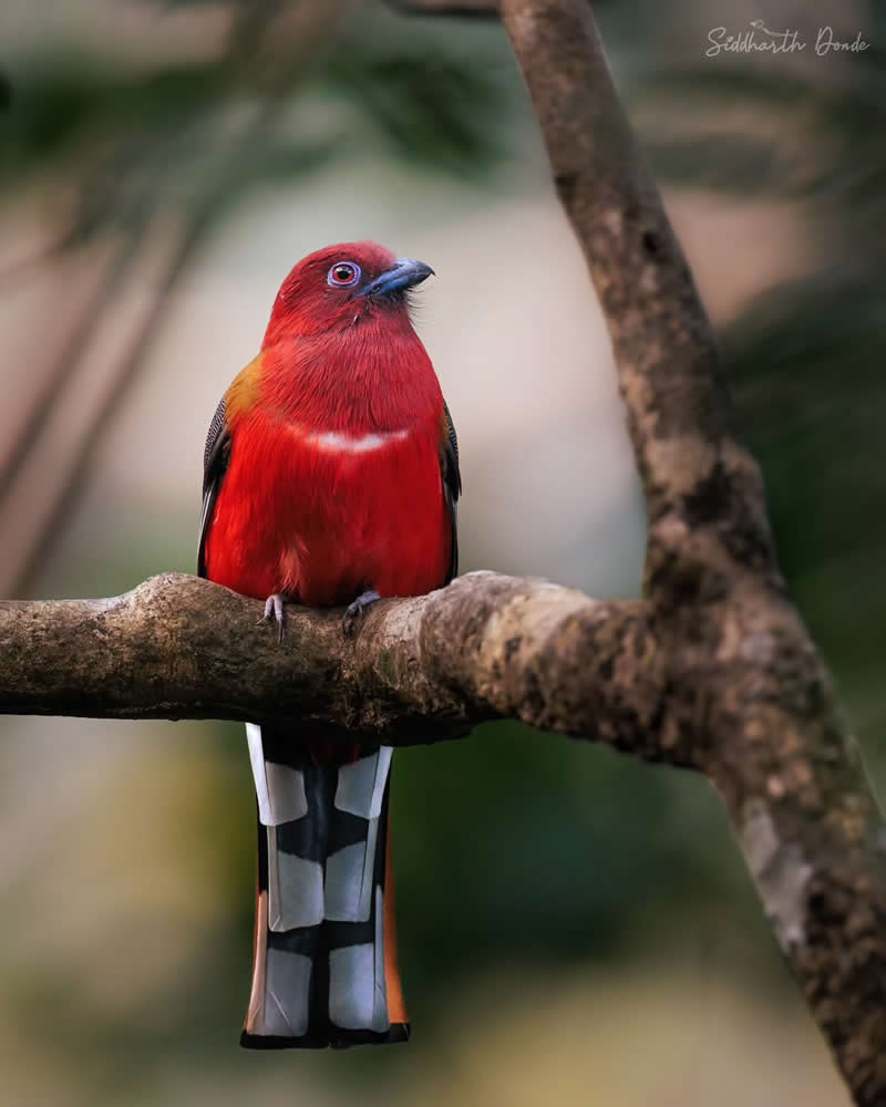 Inspiring Indian Bird Photography Gallery