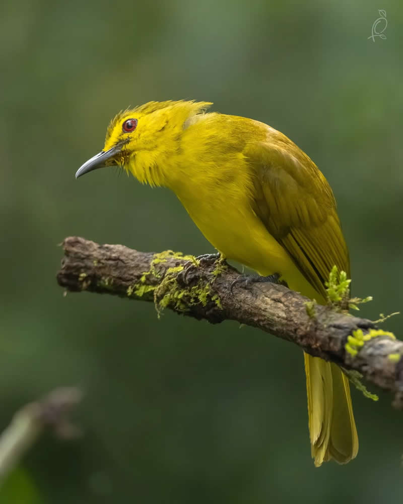 Inspiring Indian Bird Photography Gallery