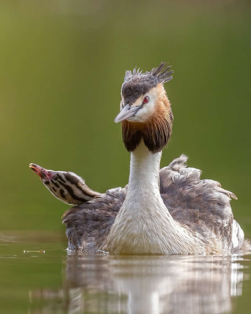 Inspiring Indian Bird Photography Gallery